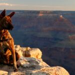 4 Most Dog-Friendly National Parks in the US