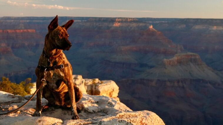 4 Most Dog-Friendly National Parks in the US