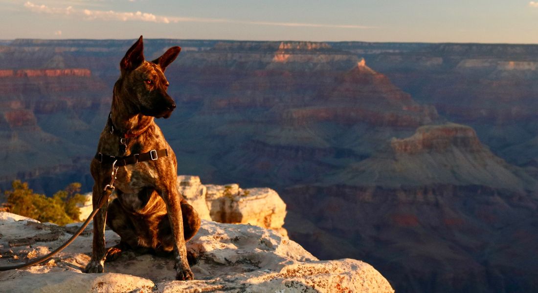 4 Most Dog-Friendly National Parks in the US